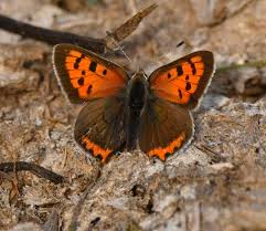 Attēlu rezultāti vaicājumam “Lycaena phlaeas female”