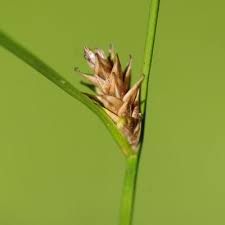 Attēlu rezultāti vaicājumam “Carex remota leaf”