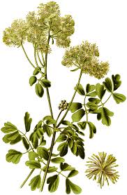 Attēlu rezultāti vaicājumam “Thalictrum aquilegifolium leaf”