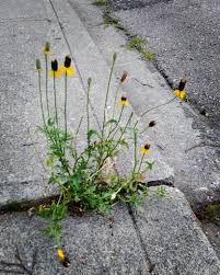 Image result for Ratibida columnifera