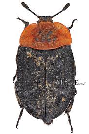 Attēlu rezultāti vaicājumam “Oiceoptoma thoracicum”