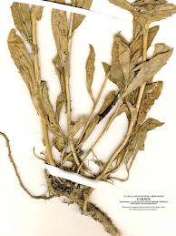 Image result for Iberis amara