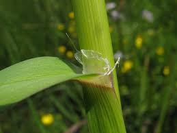 Attēlu rezultāti vaicājumam “Glyceria fluitans”