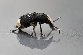 Attēlu rezultāti vaicājumam “Platystomos albinus”