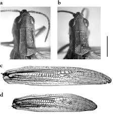 Attēlu rezultāti vaicājumam “Chortippus sp.”
