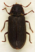 Attēlu rezultāti vaicājumam “Anobium pertinax”