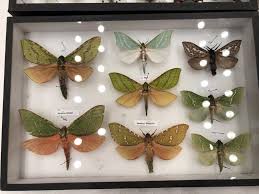 Attēlu rezultāti vaicājumam “Hepialidae”