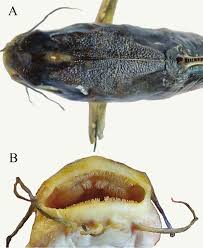 Image result for Ariopsis felis