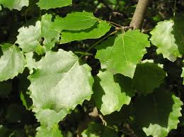 Attēlu rezultāti vaicājumam “Populus”