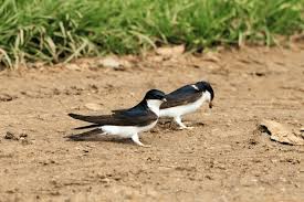 Attēlu rezultāti vaicājumam “Delichon urbicum adult”