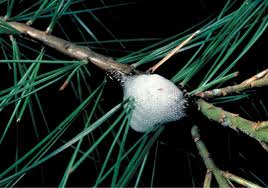 Attēlu rezultāti vaicājumam “Philaenus spumarius nymph”