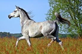 Afbeeldingsresultaat voor paarden