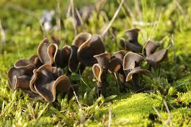 Attēlu rezultāti vaicājumam “Helvella atra”