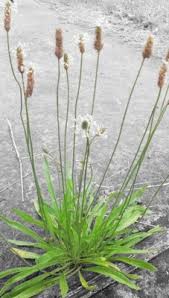 Attēlu rezultāti vaicājumam “Plantago lanceolata fruit”
