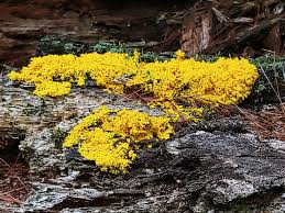 Attēlu rezultāti vaicājumam “Physarum viride var. incanum macro”