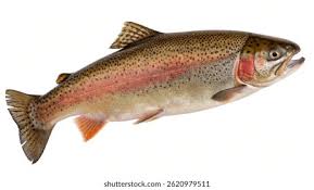 Image result for Oncorhynchus mykiss