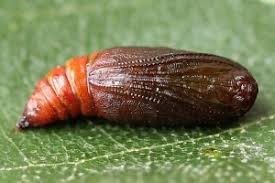 Attēlu rezultāti vaicājumam “Plagodis pulveraria”