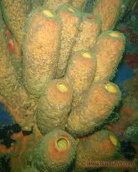 Attēlu rezultāti vaicājumam “Tubifera applanata sessile”