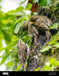 Attēlu rezultāti vaicājumam “Certhia familiaris”