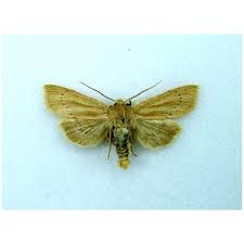 Attēlu rezultāti vaicājumam “Deltote bankiana”