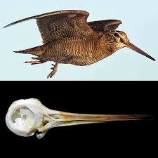 Attēlu rezultāti vaicājumam “Scolopax rusticola”