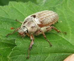 Attēlu rezultāti vaicājumam “Melolontha melolontha”