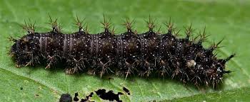 Attēlu rezultāti vaicājumam “Araschnia levana”