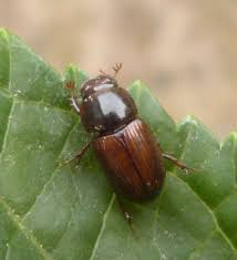 Attēlu rezultāti vaicājumam “Aphodius sp.”