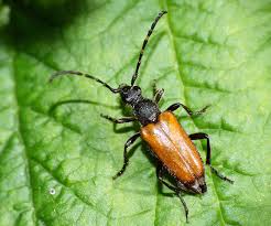 Attēlu rezultāti vaicājumam “Paracorymbia maculicornis”