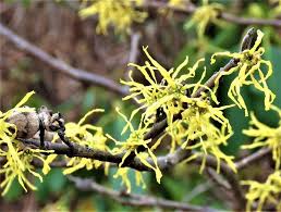 Attēlu rezultāti vaicājumam “Hamamelis virginiana flower”