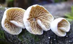 Attēlu rezultāti vaicājumam “Crepidotus versutus”