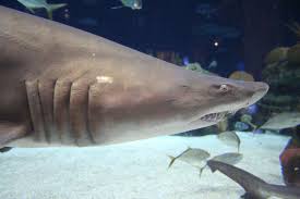 Image result for Odontaspis ferox