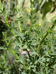 Image result for Cytisus scoparius
