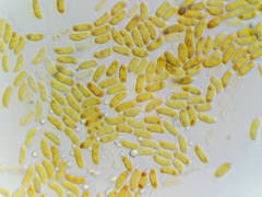 Attēlu rezultāti vaicājumam “Elmerina caryae”