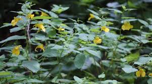 Attēlu rezultāti vaicājumam “Impatiens noli-tangere leaf”