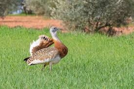 Image result for Otis tarda