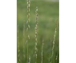 Attēlu rezultāti vaicājumam “Antitrichia curtipendula sporophyte”