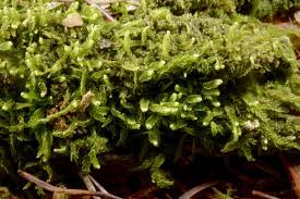 Attēlu rezultāti vaicājumam “Odontoschisma denudatum”