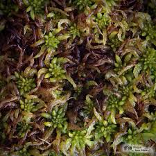 Attēlu rezultāti vaicājumam “Sphagnum austinii”