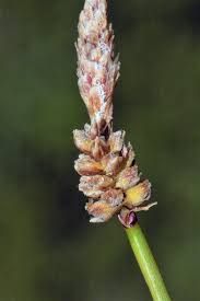 Attēlu rezultāti vaicājumam “Carex ericetorum”