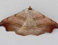 Attēlu rezultāti vaicājumam “Laspeyria flexula”