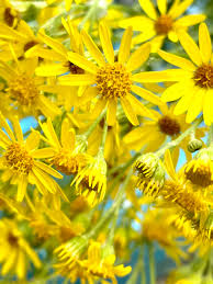 Attēlu rezultāti vaicājumam “Jacobaea vulgaris flower”