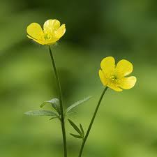 Attēlu rezultāti vaicājumam “Ranunculus polyanthemos”