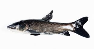 Image result for Mylopharyngodon piceus