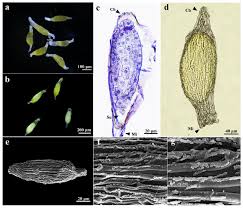 Attēlu rezultāti vaicājumam “Chrysotoxum sp.”