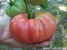 Afbeeldingsresultaat voor crnkovic yugoslavian tomato