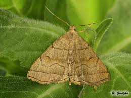 Attēlu rezultāti vaicājumam “Herminia tarsicrinalis”