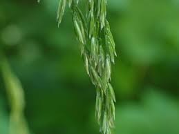 Attēlu rezultāti vaicājumam “Cinna latifolia leaf”