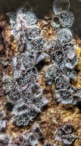 Attēlu rezultāti vaicājumam “Badhamia lilacina var. megaspora”