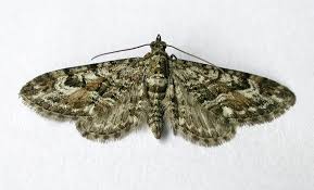 Attēlu rezultāti vaicājumam “Eupithecia satyrata”